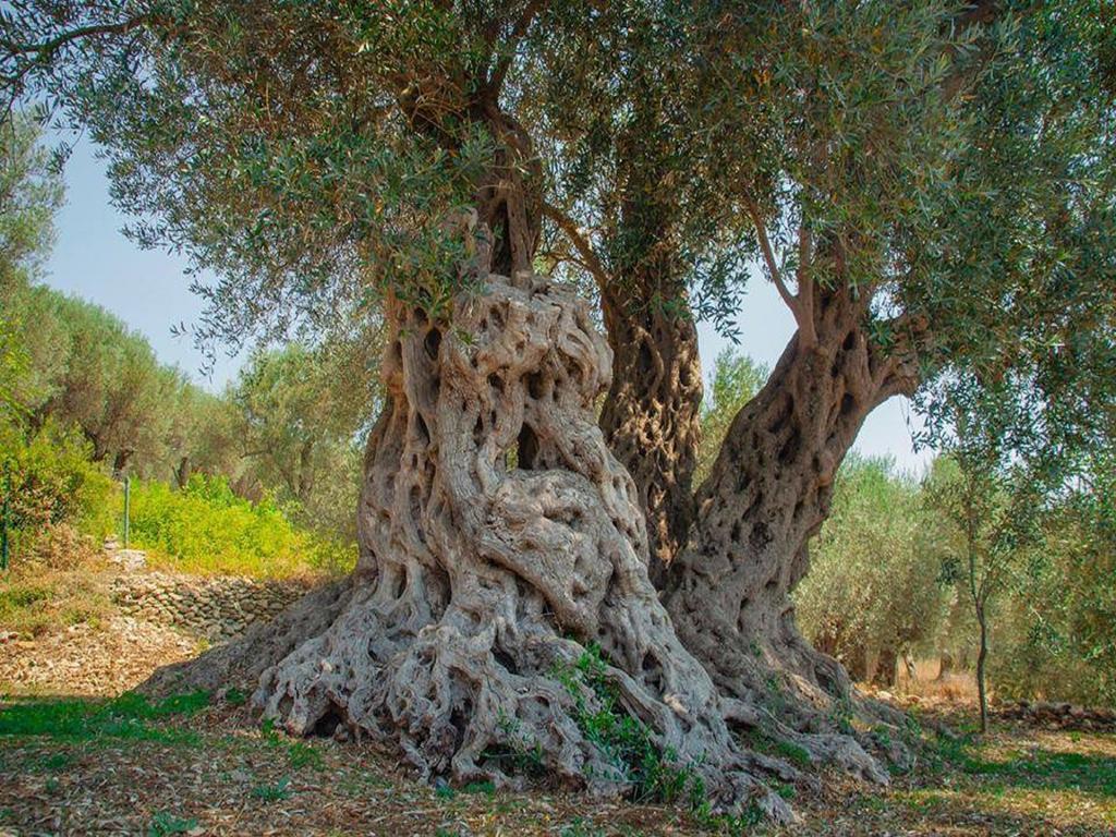 Holiday Park Olive Tree Улцин Екстериор снимка